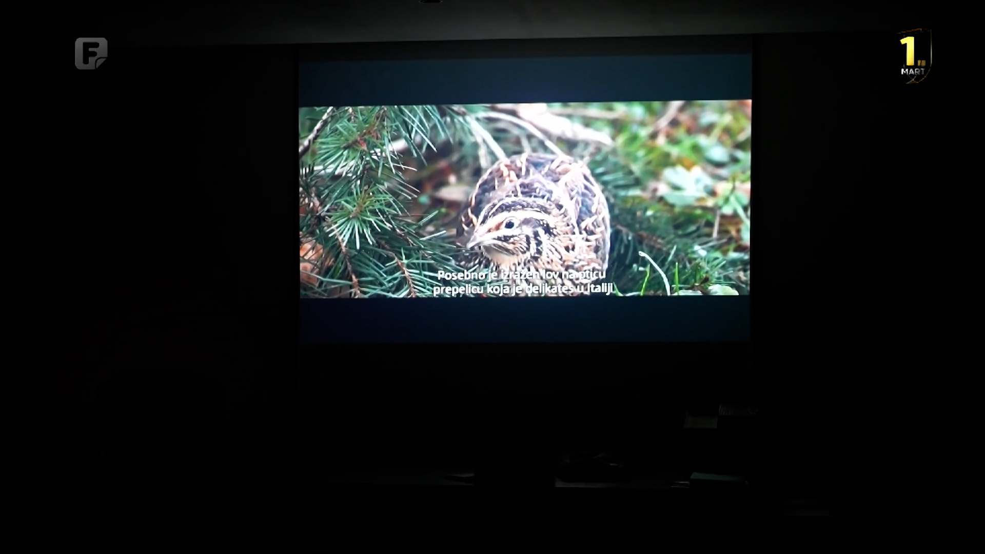 Novinari snimili Krivolov – film o prepelicama Livanjskog polja