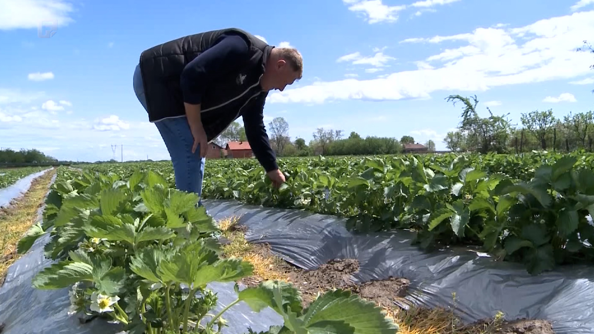Visoke cijene i loše vrijeme: Proljetna sjetva u znaku neizvjesnosti