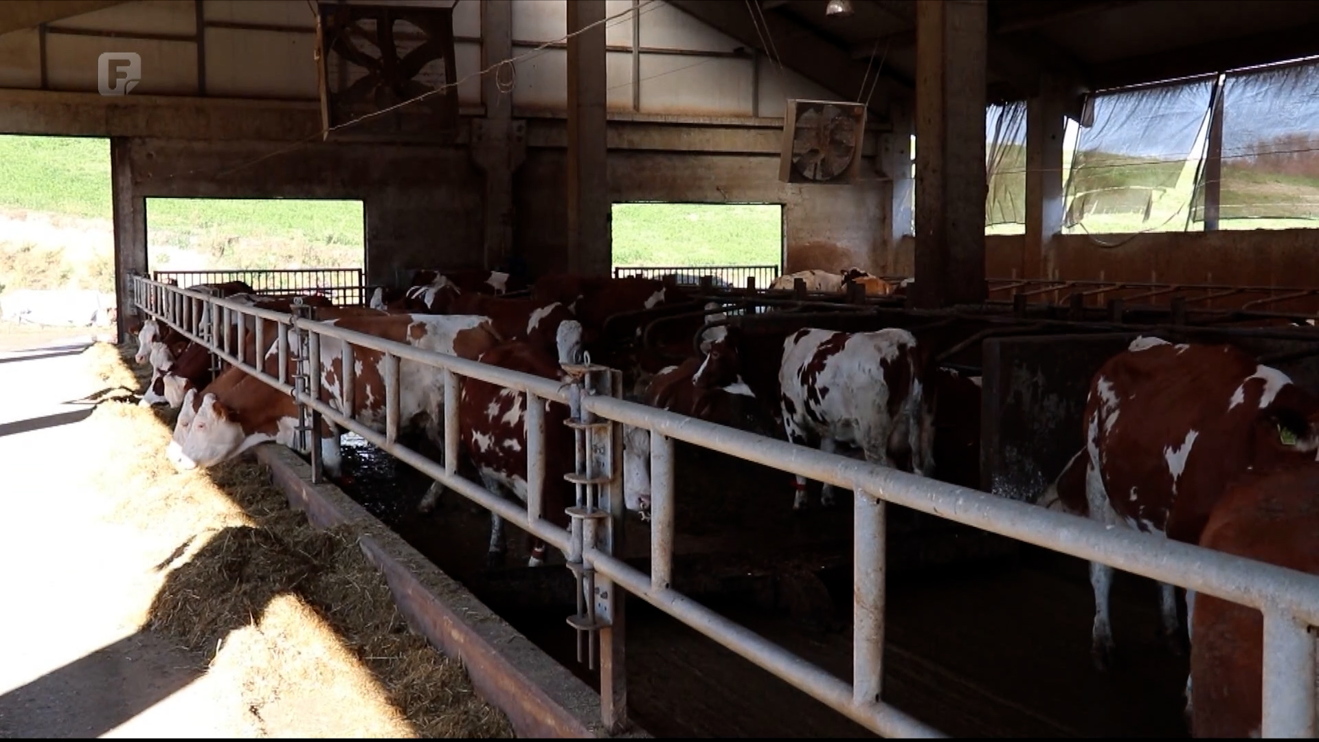 Robot muze krave – nove tehnologije na farmi 'Ćudić' u Derventi