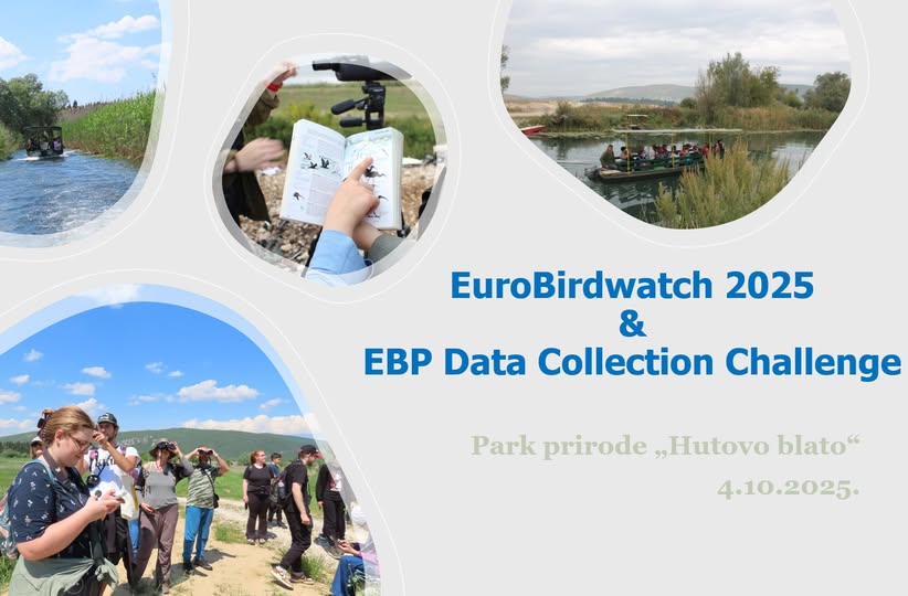 Ornitološko društvo “ Naše ptice” obilježava Evropski vikend posmatranja ptica u Parku prirode Hutovo blato