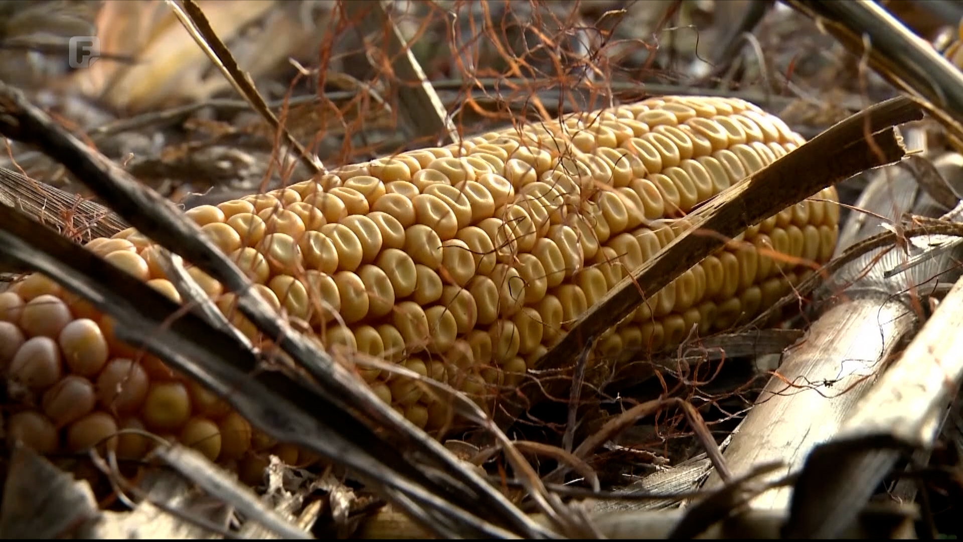 Gubici i niske otkupne cijene: Sjetva na pragu, ali neizvjesna
