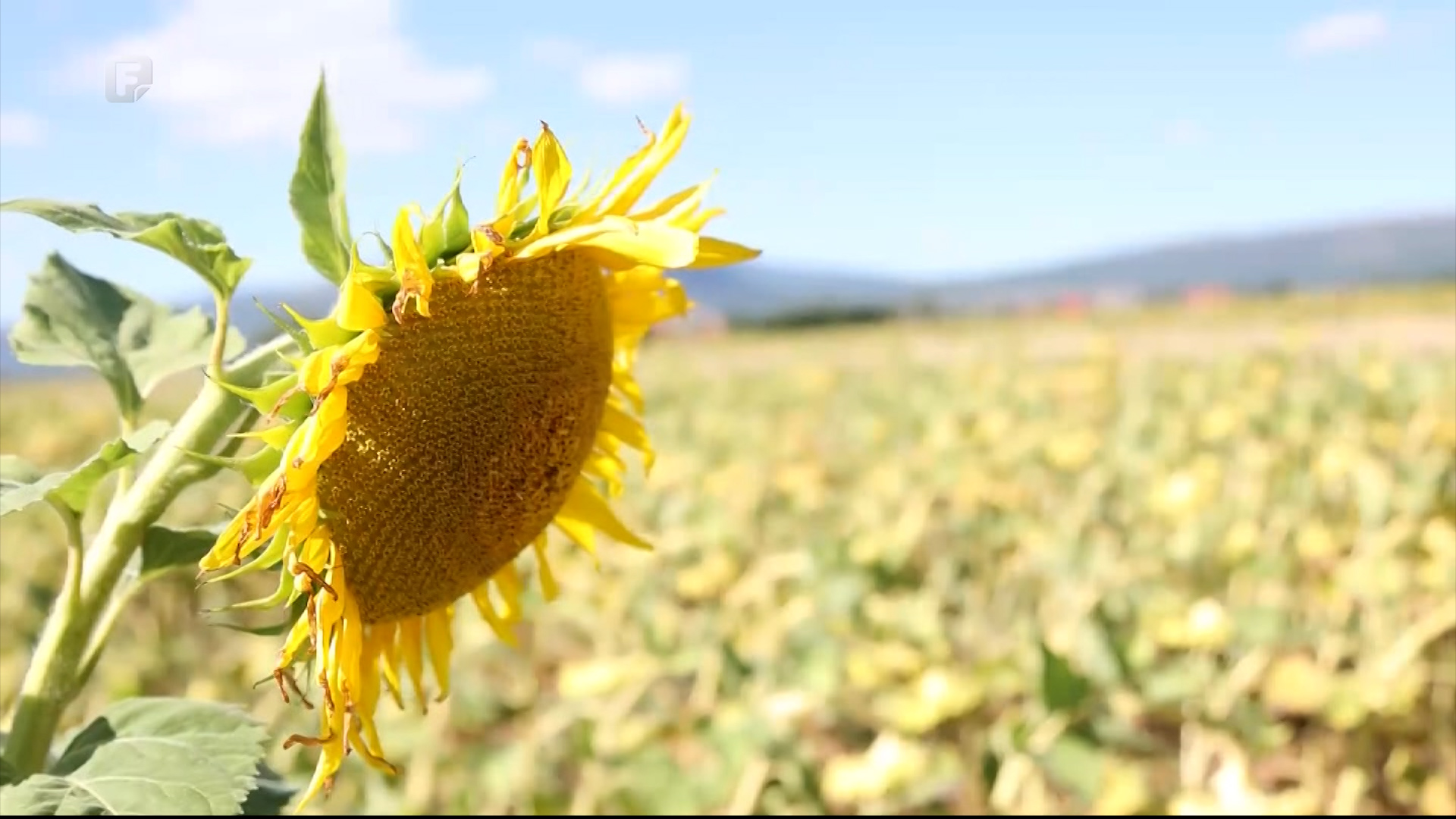 Suncokret na Livanjskom polju