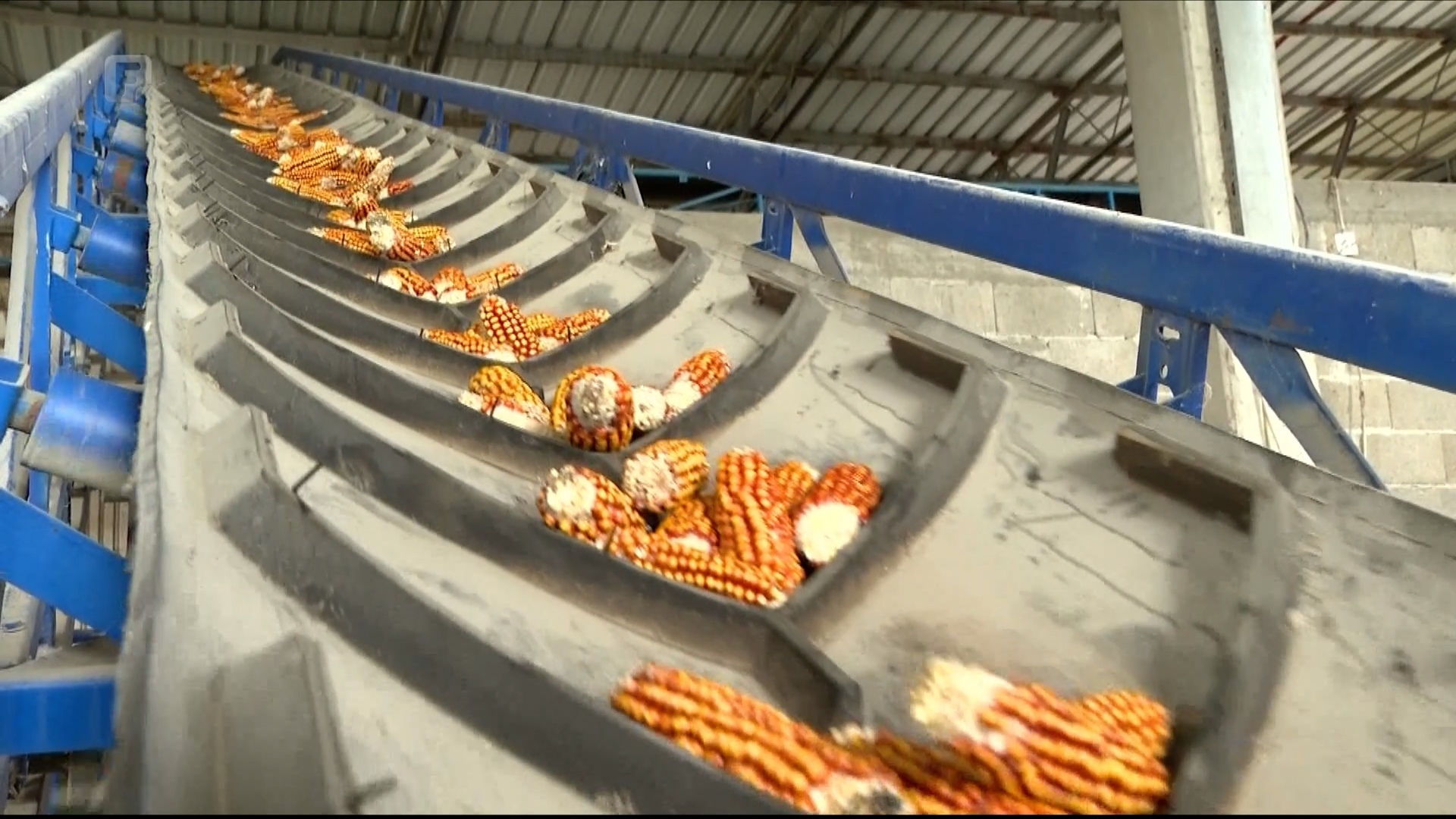 Poljoprivreda isplativa, ali zanemarena: BiH i dalje uvozi većinu sjemena