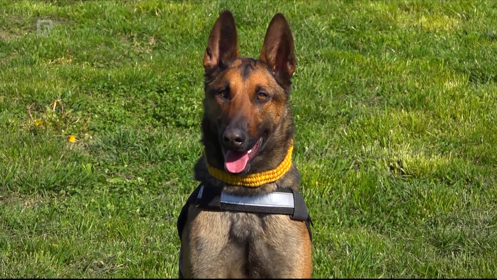 Kia iz GSS Bijeljina: Jedini pas u BiH s međunarodnom licencom za potragu ljudi