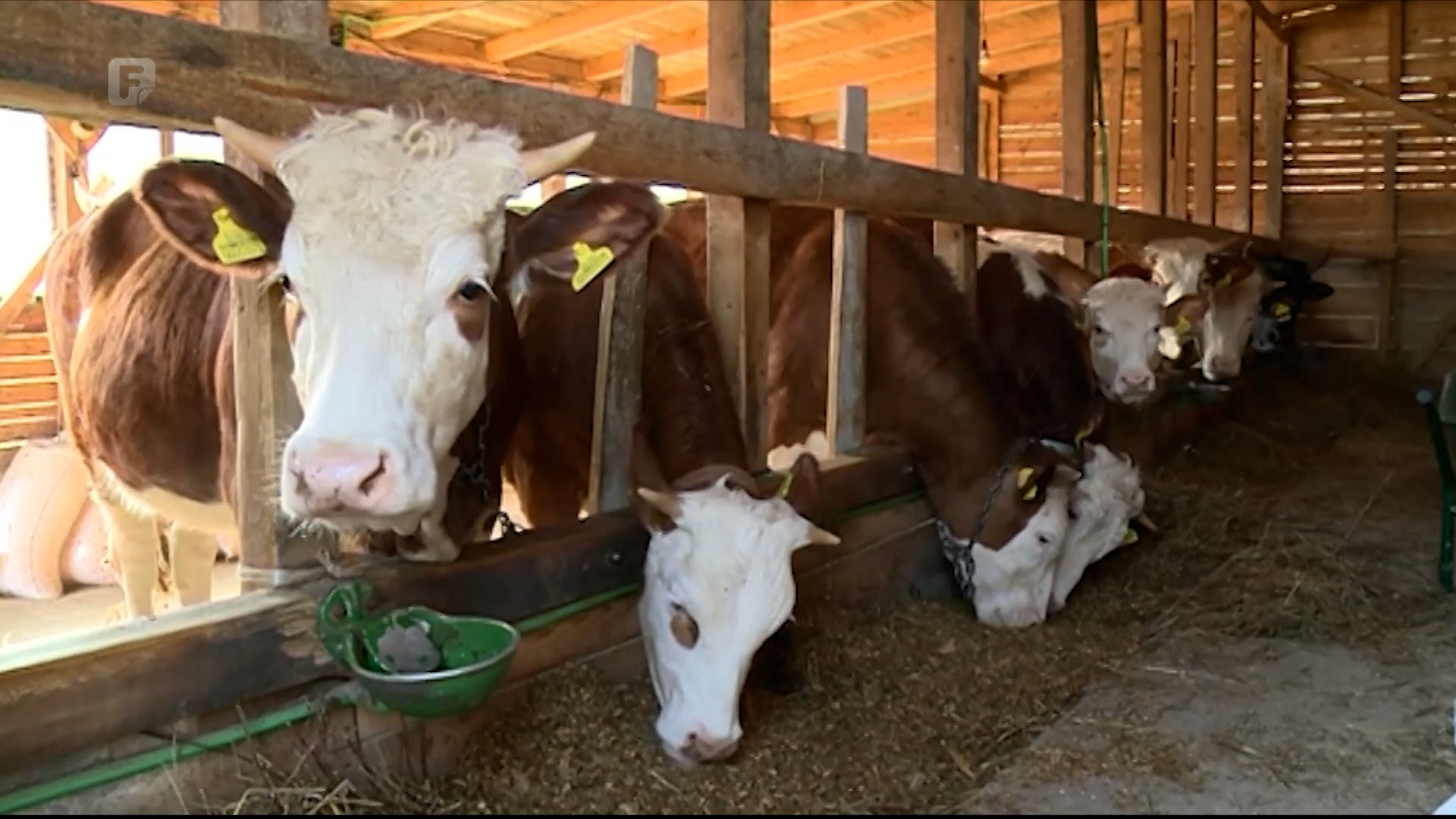 TK: Ugrožena egzistencija proizvođača mlijeka - niske otkupne, a visoke uvozne cijene