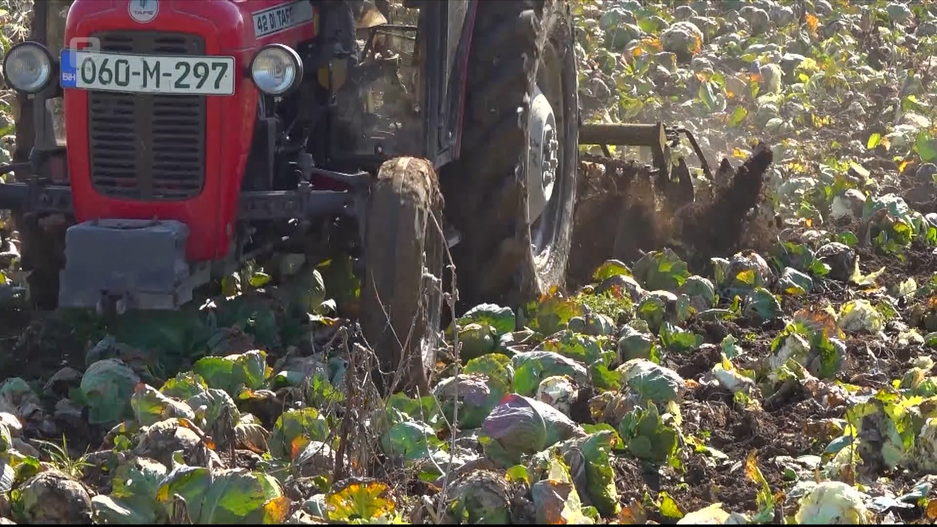 Ko je odgovoran za kolaps koji prijeti selu? Poljoprivrednik primoran uništiti kupus s deset dunuma zemlje