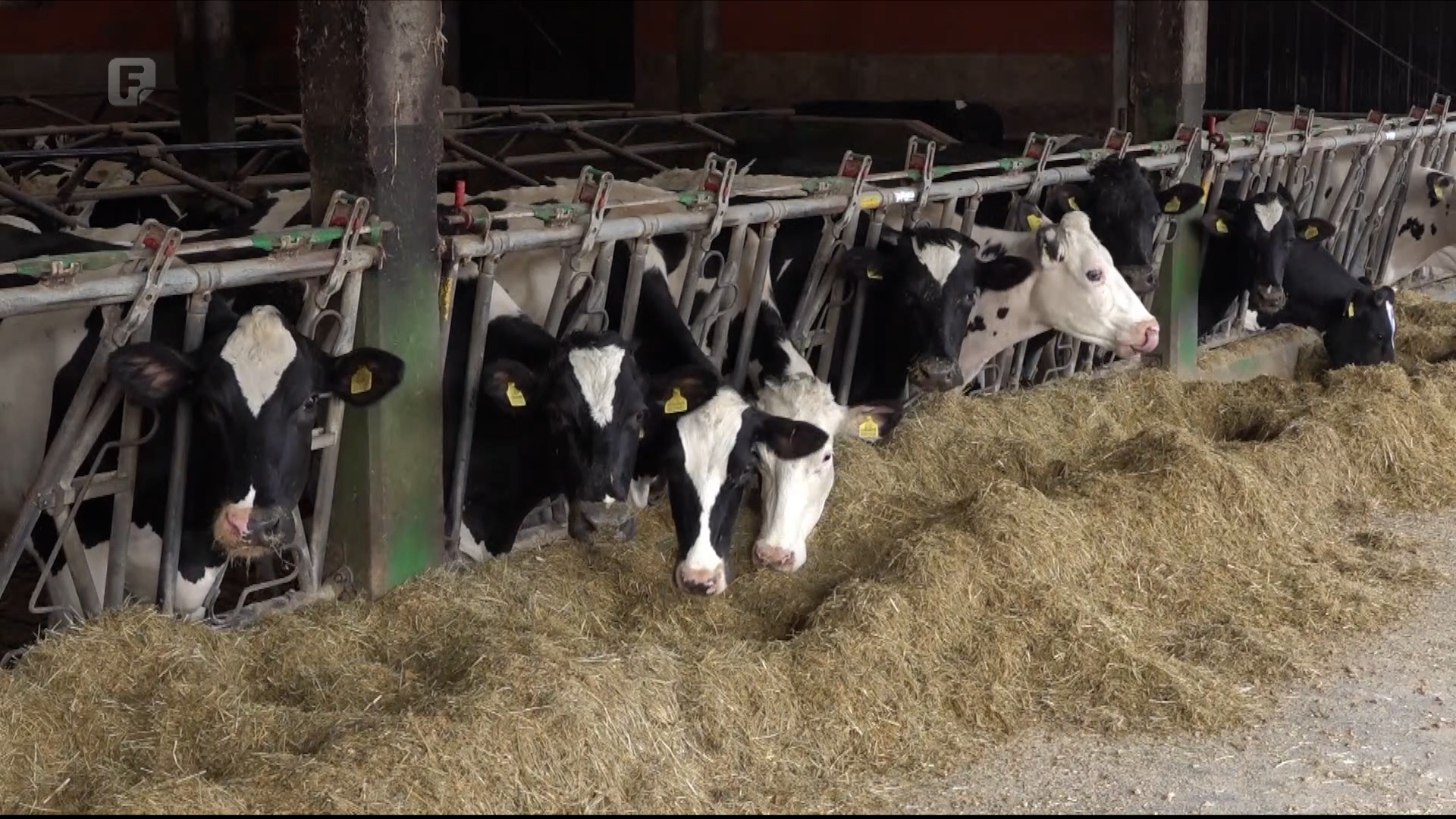 Proizvođači mlijeka i dalje nezadovoljni: Cijene ne prate troškove