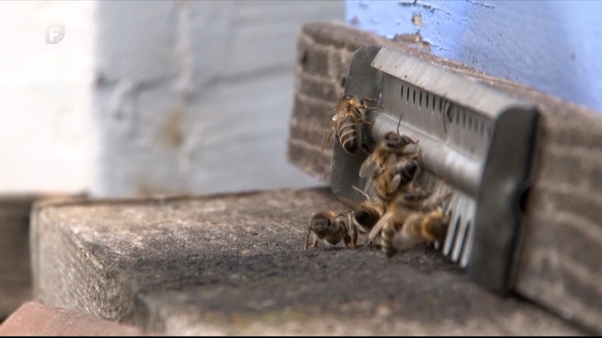 Rehabilitacija i edukacija: Pčelinjak na Buni kao podrška osobama s invaliditetom