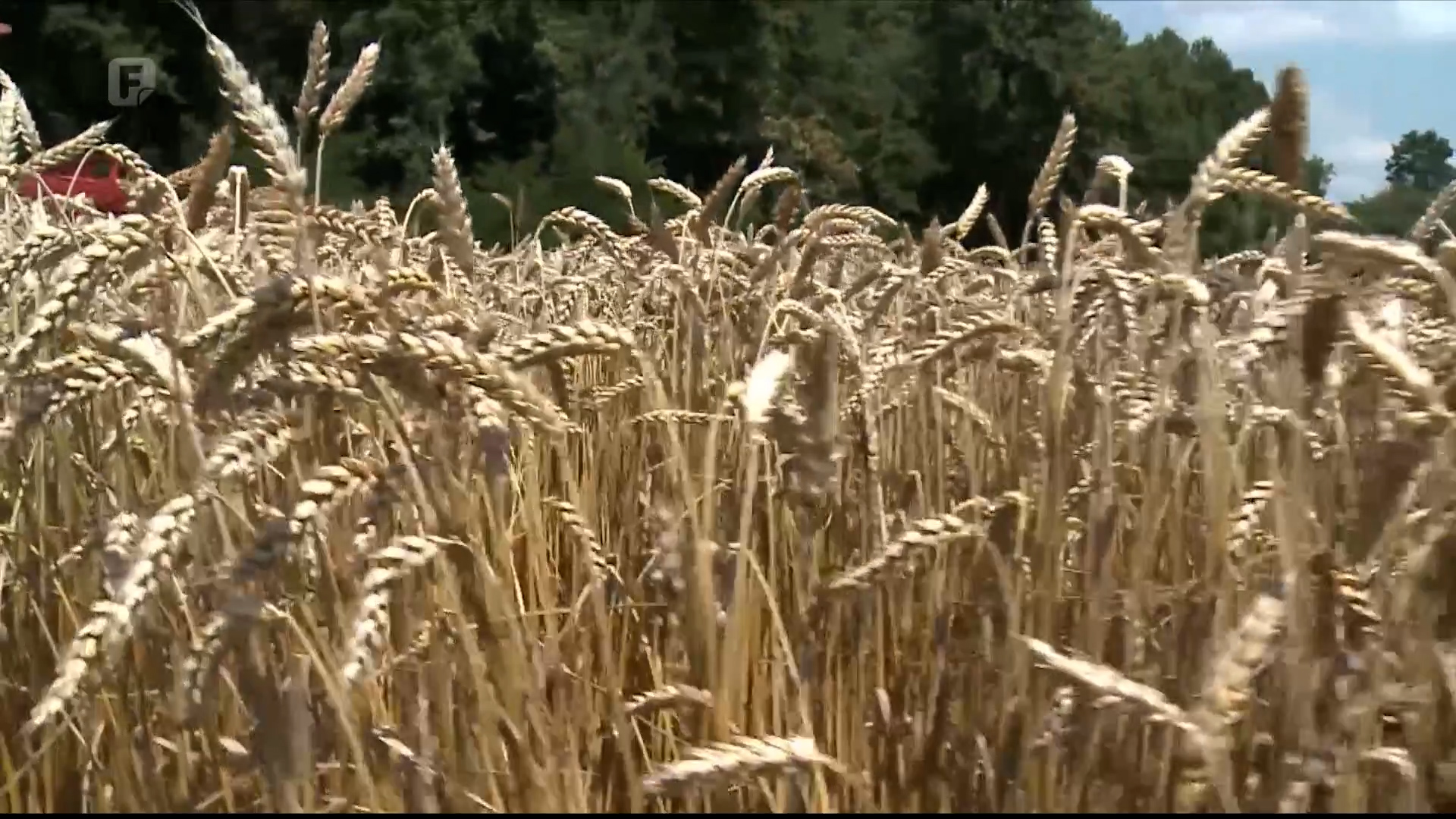 Žetva pšenice počinje za nekoliko dana, otkupna cijena i dalje nepoznata