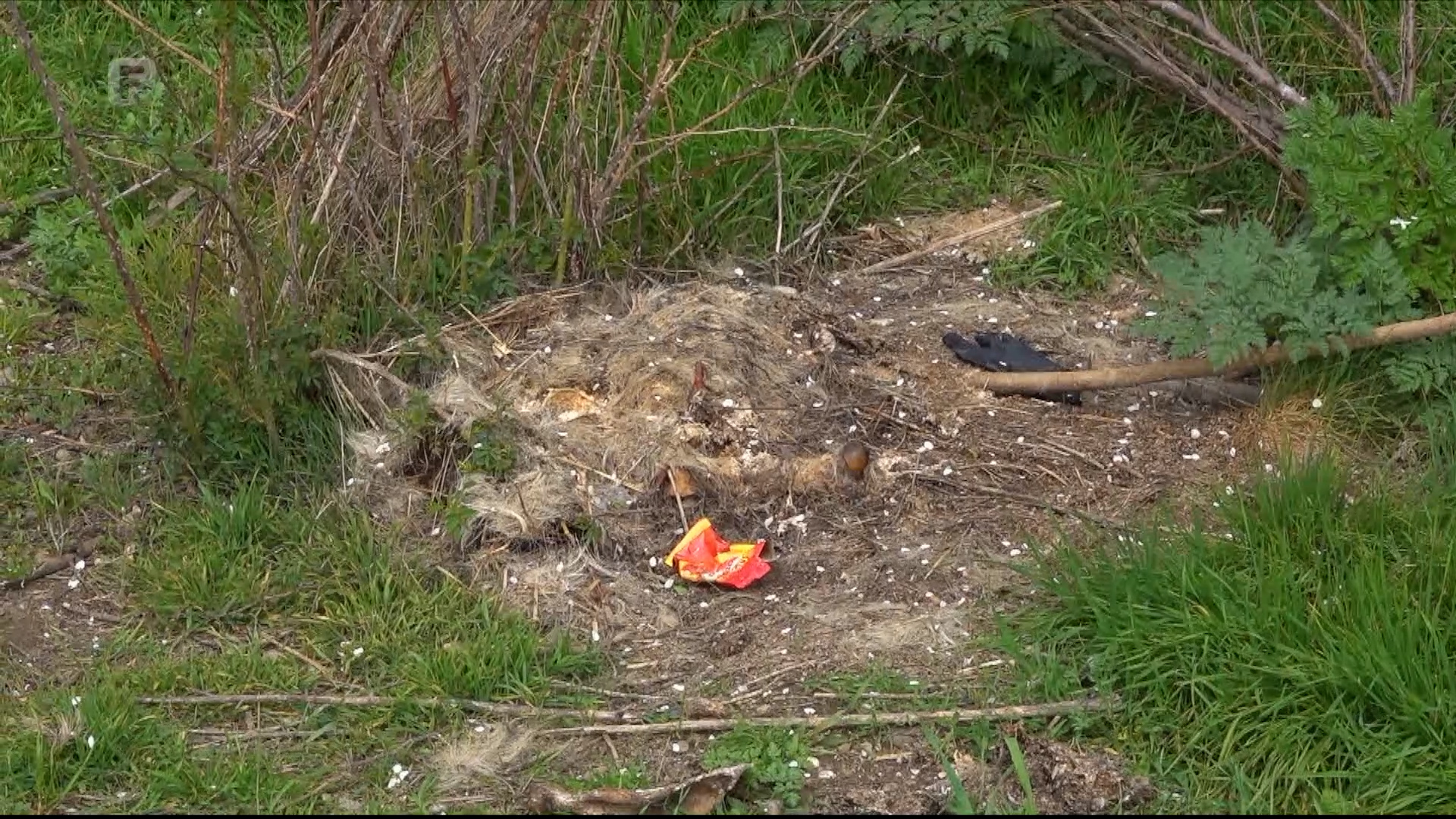 Ekološki incident u Bijeljini otkrio sistemski problem: Gdje završava animalni otpad u BiH?