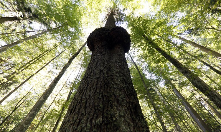 Prašuma Janj, ljepota stvarana decenijama