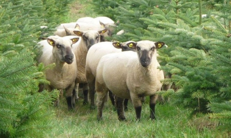 Jelke iz biološkog uzgoja novi trend u Beču