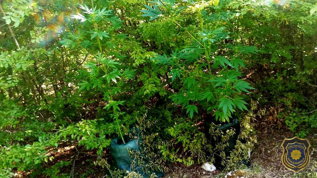 Mostar: Pronađena plantaža kanabisa – uhapšeno jedno lice