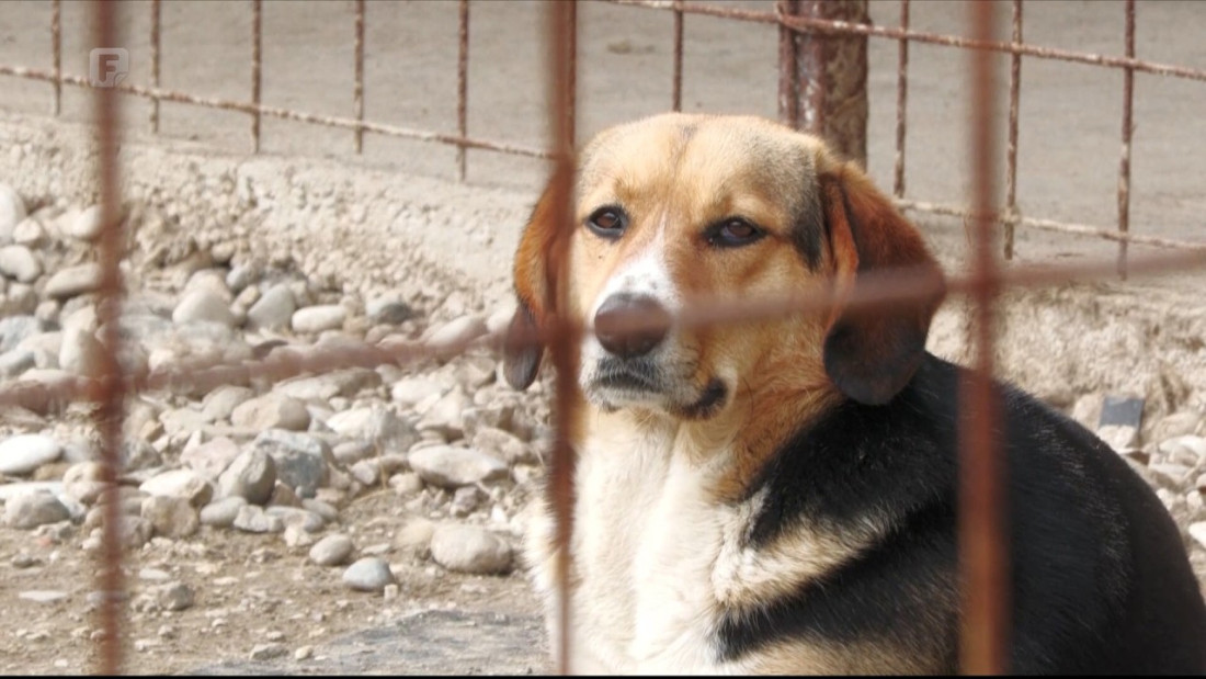 Tuzlanski azil pun: Sve je više napuštenih pasa, donacije jedini izvor finansiranja