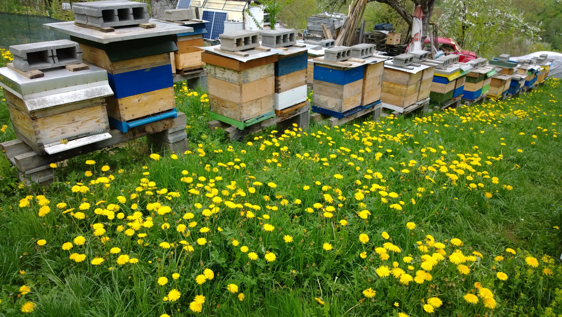 Pčelarstvo pred umiranjem