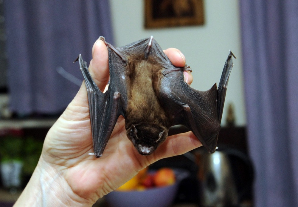 Šišmiši - Požari uništavaju staništa i lance ishrane