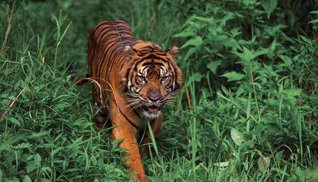 Tigrice pobjegle iz zoo vrta, prethodno ubile čuvara