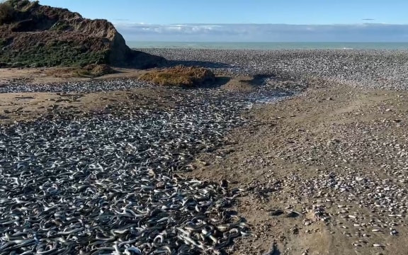 Novi Zeland: Poplave donijele hiljade jegulja na poljoprivredna zemljišta