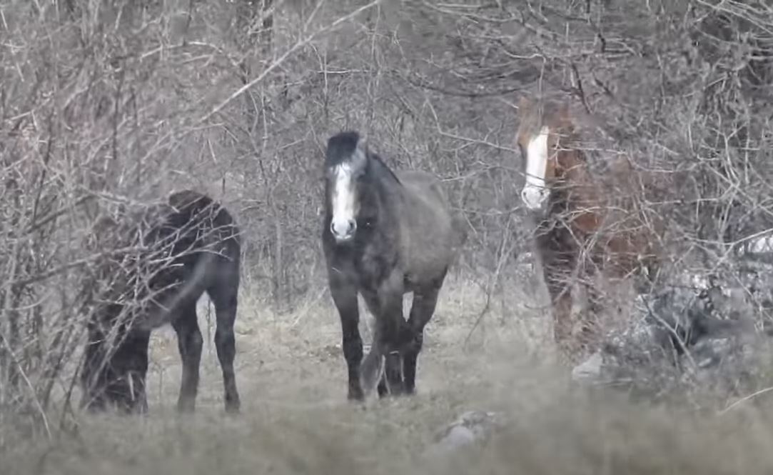 Divlji konji stvaraju velike probleme vozačima od Livna prema Šujici