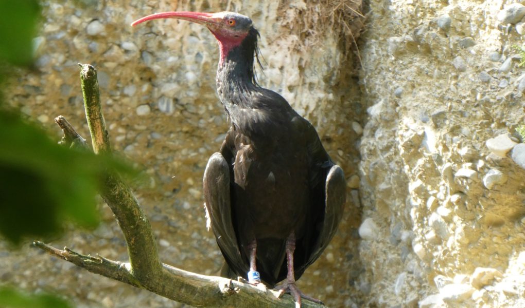 Ćelavi ibis iz BiH svratio u CG, štitili ga cijelu noć