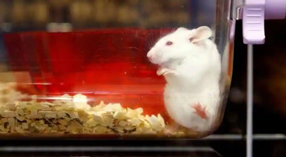 Švicarci glasaju o zabrani eksperimenata nad životinjama i reklamiranja cigareta