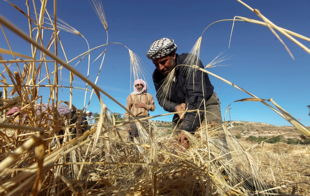 Žetva pšenice kao čin otpora: Palestinski farmeri u Zapadnoj obali beru usjeve pod prijetnjom napada