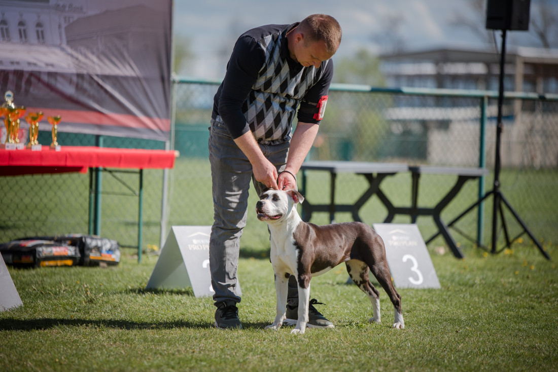 Bijeljina domaćin međunarodne izložbe pasa: Ljepota, disciplina i poruka odgovornosti