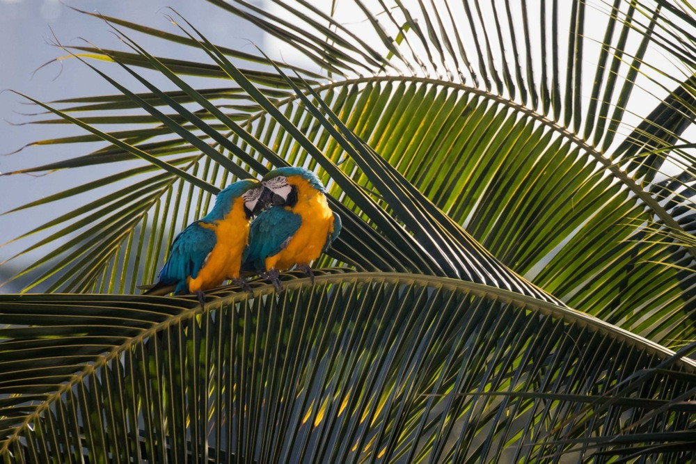 Nakon dva stoljeća tišine: Plavo-žute are vraćaju život u šume Brazila
