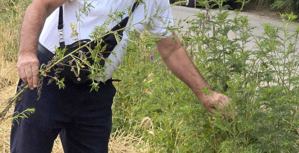 Sezona alergija u punom zamahu: Kako se zaštititi od polena ambrozije?