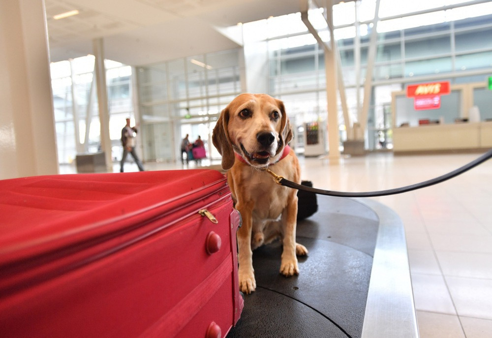 Evropski sud presudio - Izgubljeni pas u avionu vrijedi koliko i izgubljeni kofer