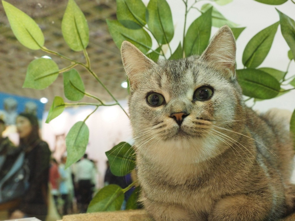 Tajvanci koji ne ugrade mikročipove u svoje kućne mačke mogli bi se suočiti s kaznama do 477 dolara
