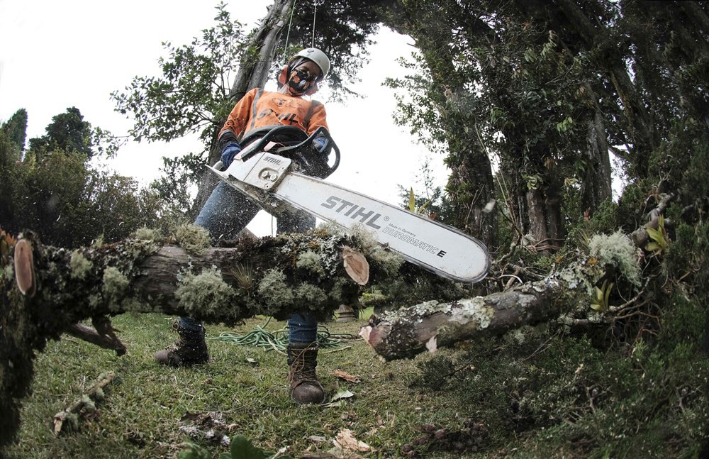 Neograničene novčane kazne, pa čak i zatvor, za nelegalnu sječu šume