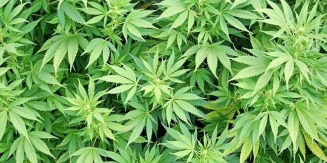 Kanabis uklonjen s UN-ove liste najopasnijih droga