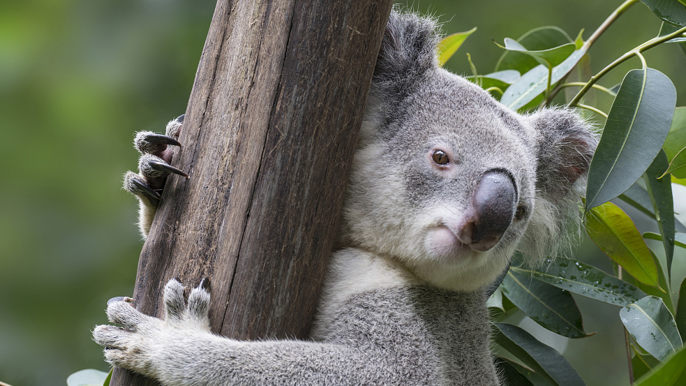 WWF: Najmanje 60.000 koala pogođeno požarima u Australiji