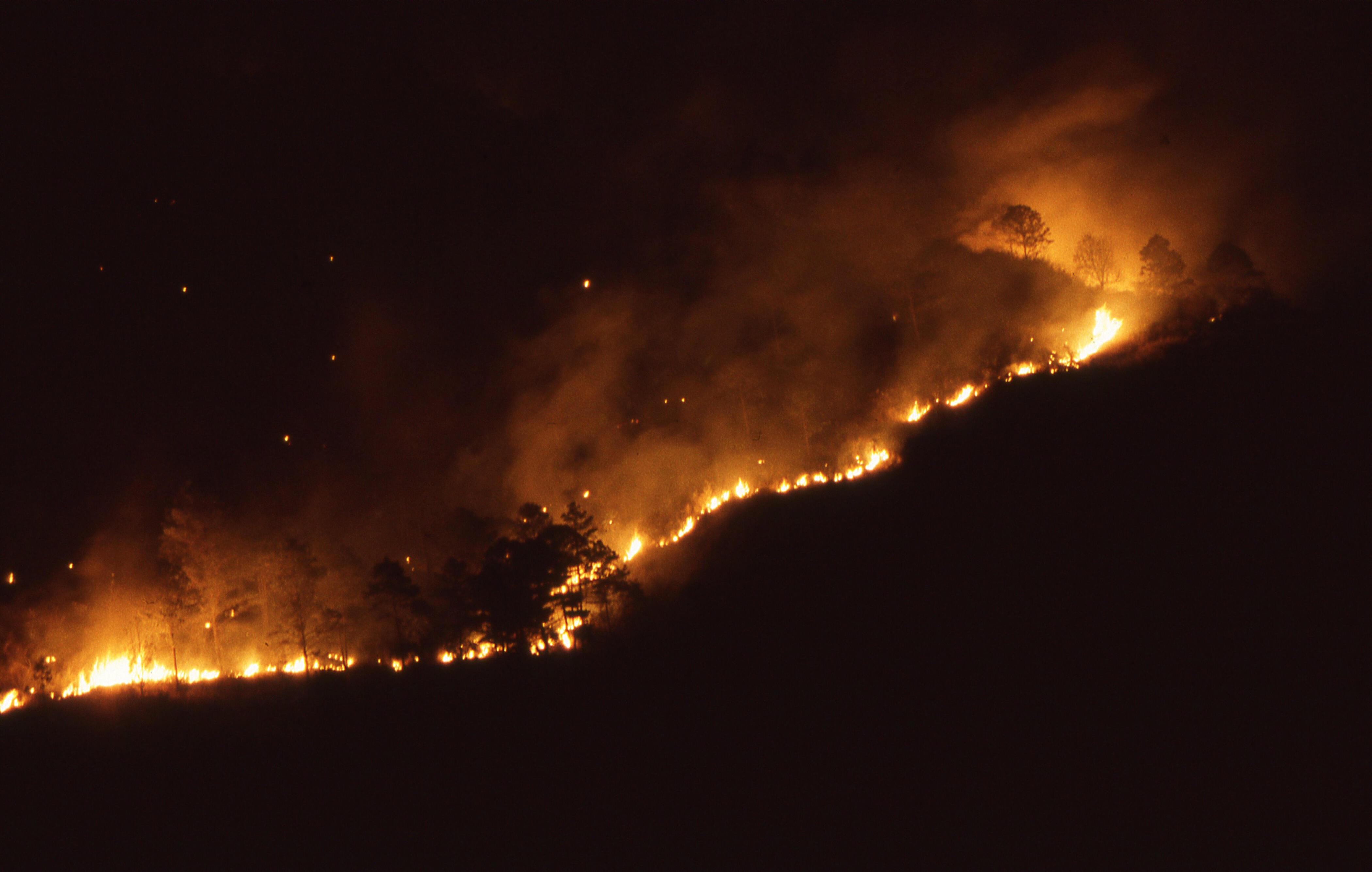 U Hondurasu ove godine u šumskim požarima izgorjelo 78.600 hektara zemlje