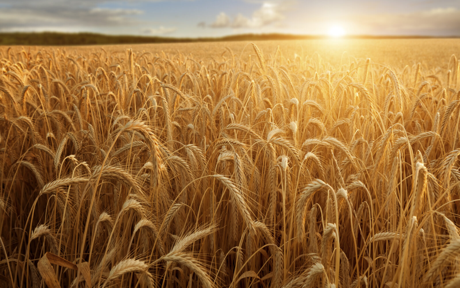 Krug 99: Problem snabdijevanja hranom globalan i usložnjava se