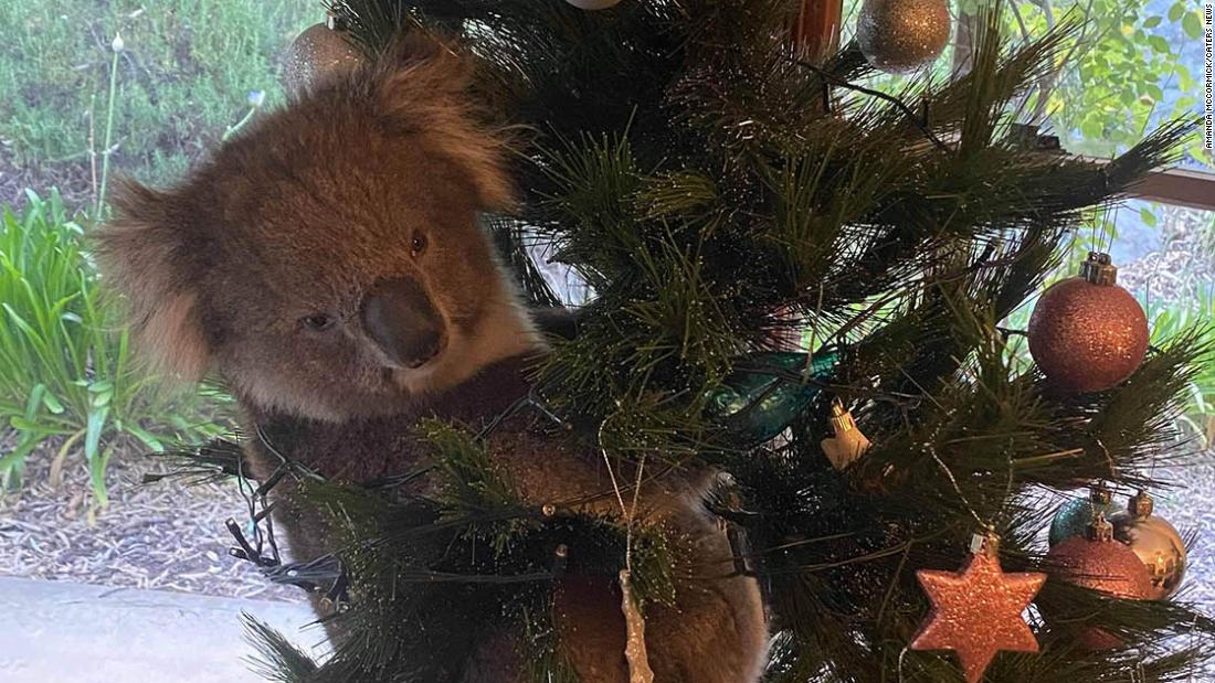 Znatiželjna koala ušla u kuću i smjestila se na božićno drvo