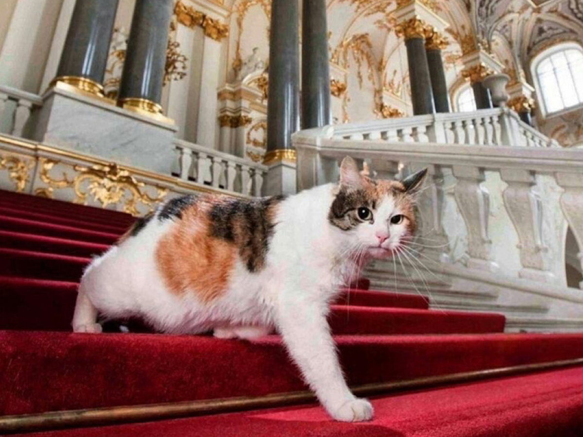 Francuski filantrop ostavio dio bogatstva mačkama iz ruskog Hermitagea