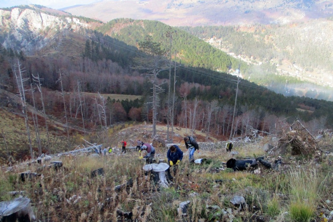 Akcija pošumljavanja na Rujištu