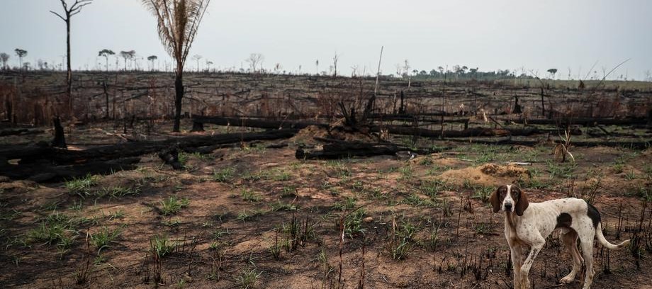 Najveće krčenje šuma u ​​brazilskoj Amazoniji za posljednjih 12 godina