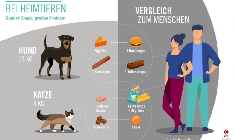 Bečki stručnjaci upozoravaju: Kućni ljubimci su predebeli