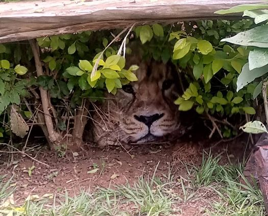 Uzbuna u Keniji zbog plastične kese sa slikom lava