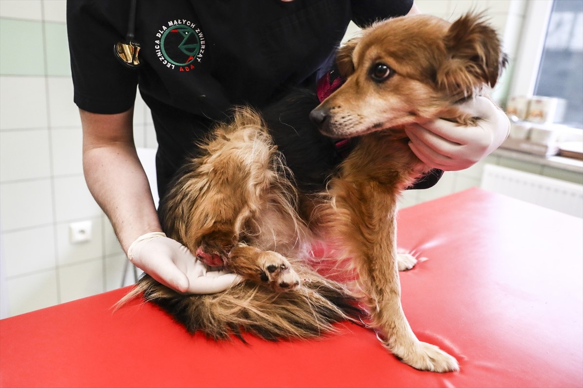 Klinika u Poljskoj pruža sklonište i veterinarsku pomoć životinjama iz Ukrajine