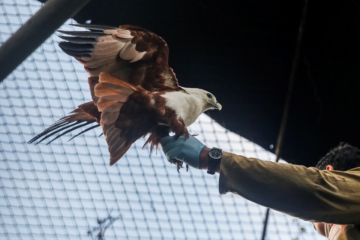 Zaštitnici životinja oslobodili tri orla na Baliju