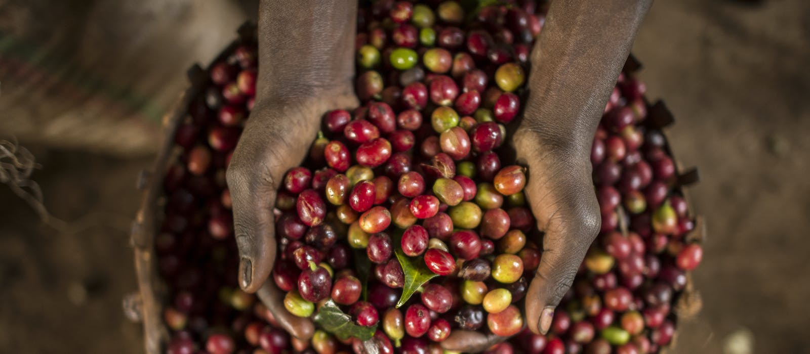 Etiopija ostvarila rekordan izvoz kafe od 906 miliona dolara