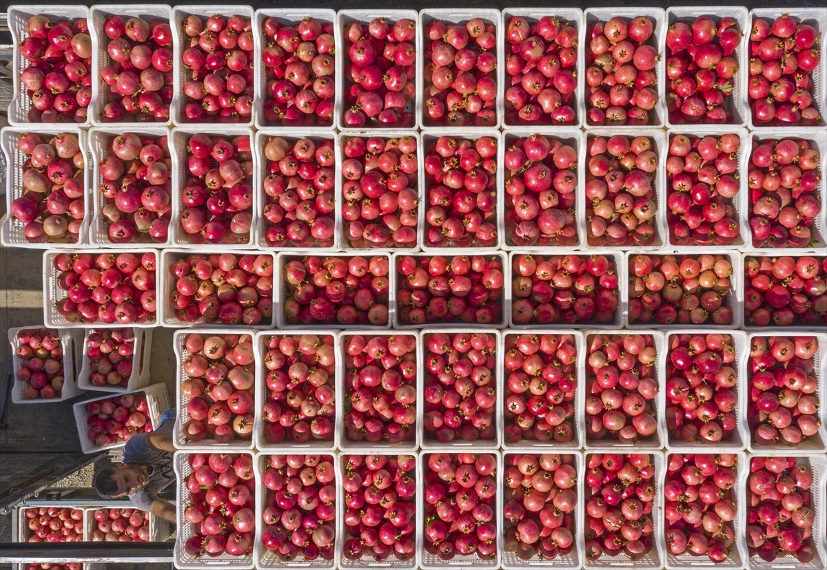 Berba nara počinje u zoru, završava kad je kamion pun