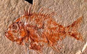 U Meksiku pronađen fosil ribe star 95 miliona godina