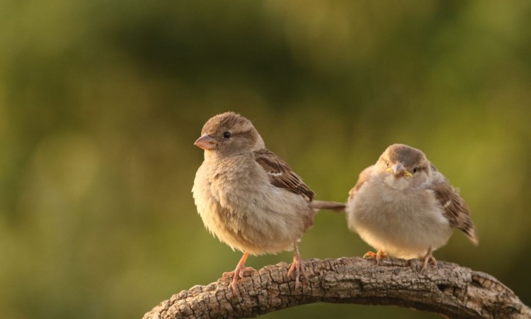Potvrđena reputacija Beča kao evropske prijestolnice djetlića