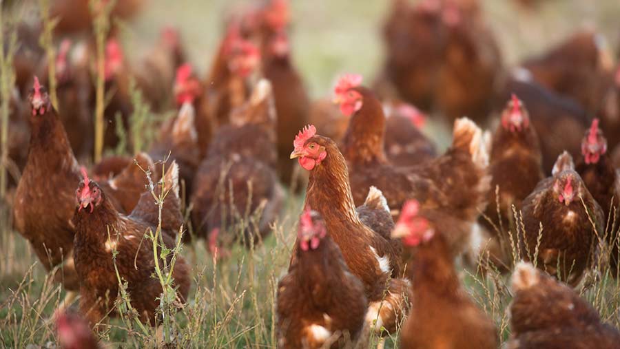 Ptičja gripa širi se Evropom i Azijom