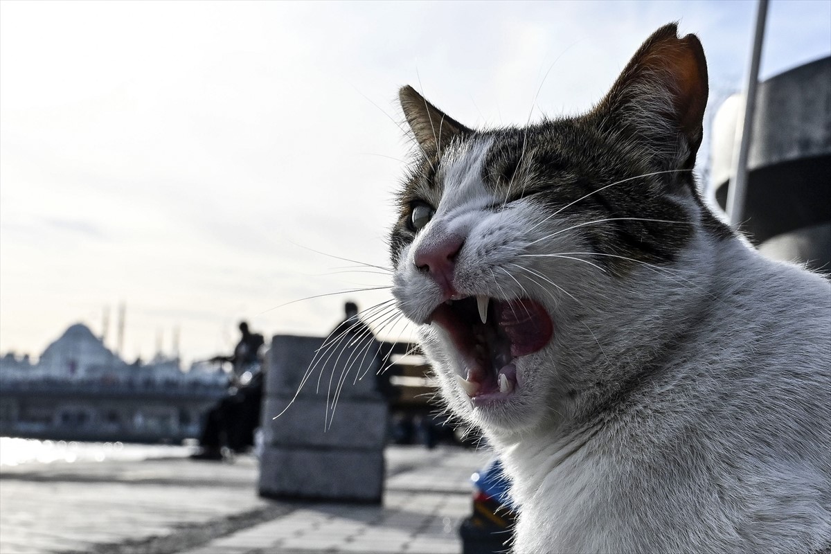 Svjetski dan mačke u Istanbulu - gradu mačaka